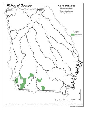 Alabama shad Region Map