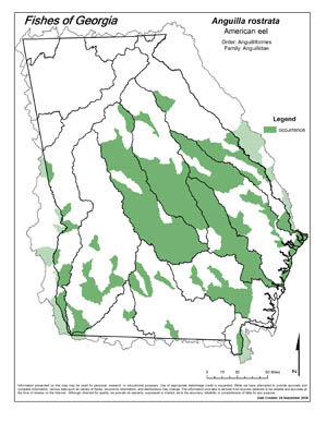 American eel Region Map