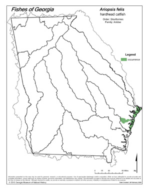 hardhead catfish Region Map