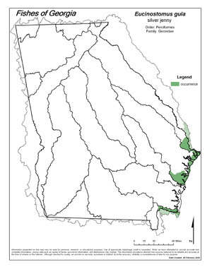 silver jenny Region Map