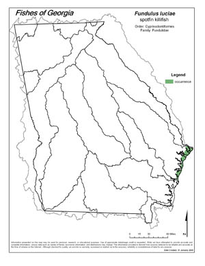 spotfin killifish Region Map