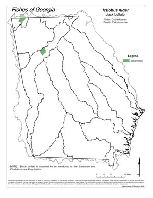 black buffalo Region Map