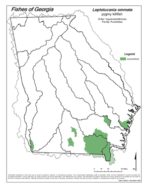 pygmy killifish Region Map