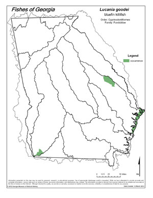 bluefin killifish Region Map