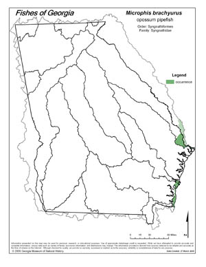 opossum pipefish Region Map