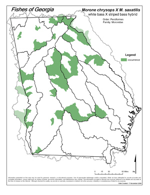 white bass X striped bass hybrid Region Map