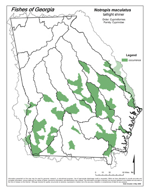 taillight shiner Region Map