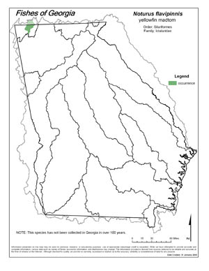 yellowfin madtom Region Map