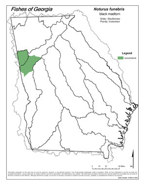 black madtom Region Map