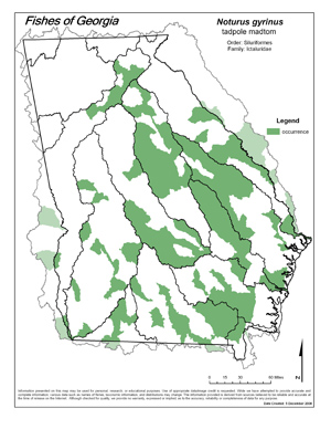 tadpole madtom Region Map