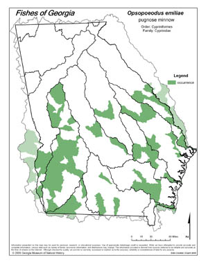 pugnose minnow Region Map