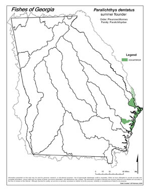 summer flounder Region Map