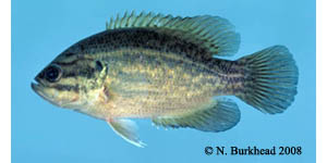 mud sunfish Species Photo