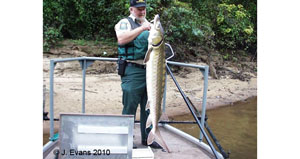 Atlantic sturgeon Species Photo