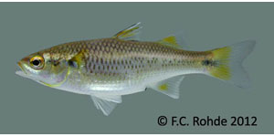 mountain mullet Species Photo