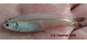 bay anchovy Species Photo