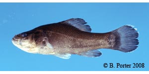 pirate perch Species Photo
