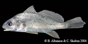 freshwater drum Species Photo