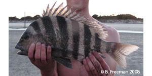 sheepshead Species Photo