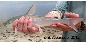 hardhead catfish Species Photo