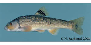 central stoneroller Species Photo