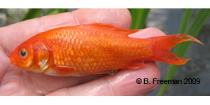 goldfish Species Photo