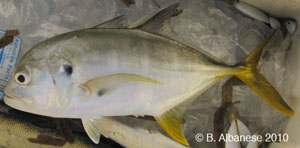 crevalle jack Species Photo