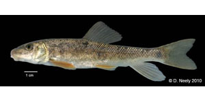 white sucker Species Photo