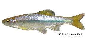 Ocmulgee shiner Species Photo