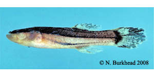 swampfish Species Photo
