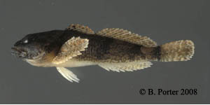 banded sculpin Species Photo