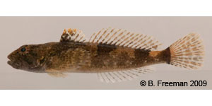 Chattahoochee sculpin Species Photo