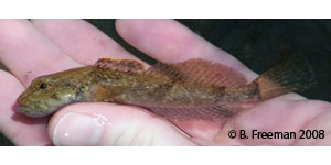 smoky sculpin Species Photo