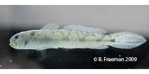 darter goby Species Photo