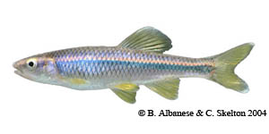 blue shiner Species Photo