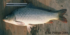 common carp Species Photo