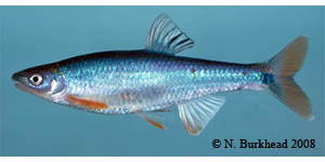 Tallapoosa shiner Species Photo