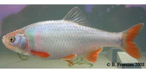 red shiner Species Photo