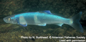 spotfin chub Species Photo