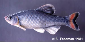 fireyblack shiner Species Photo