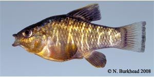 sheepshead minnow Species Photo