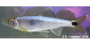 blacktail shiner Species Photo