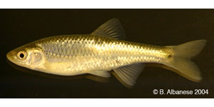 Altamaha shiner Species Photo