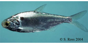 gizzard shad Species Photo