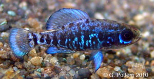 Gulf coast pygmy sunfish Species Photo