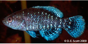 bluebarred pygmy sunfish Species Photo