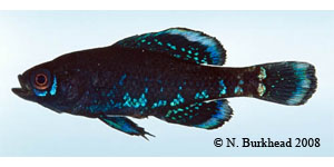 Okefenokee pygmy sunfish Species Photo