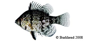 blackbanded sunfish Species Photo
