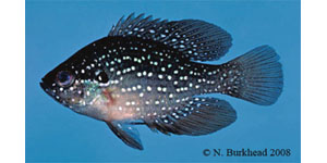 bluespotted sunfish Species Photo