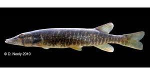 redfin pickerel Species Photo
